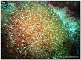 Filippine 2015 Dive Boat Pinuccio e Doni - 185